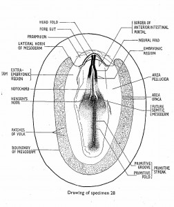 neuralfold